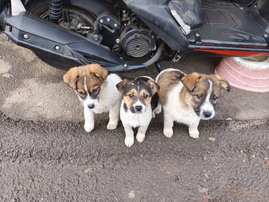 Отдам щенков дворняшки