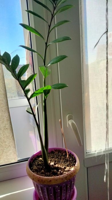 Продам цветы китайская роза,