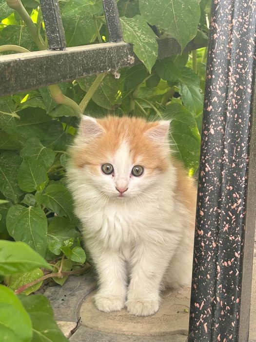 Котенок в хорошие руки.