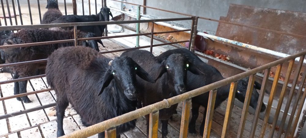 Кучкорлар сотамиз 1 кг 132000