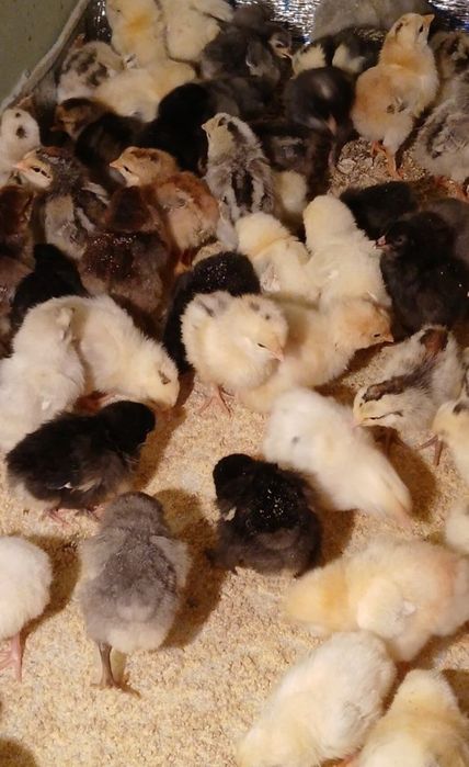 Жужалар хонаки жайдари