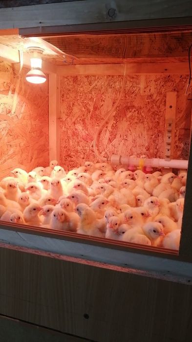 Бройлер кобб-500