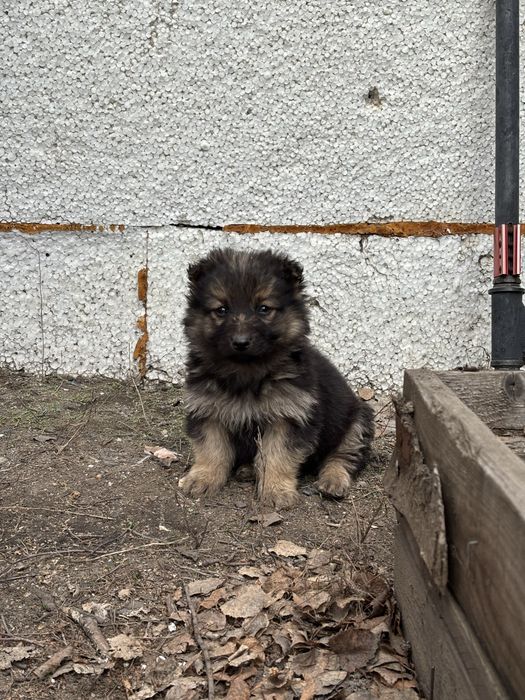 Щенки ( мальчики ) в добрые руки