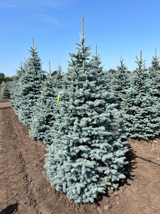 Ель колючая Голубая