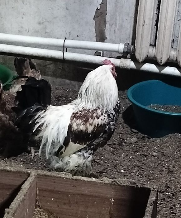 Продам петухов. Молодые