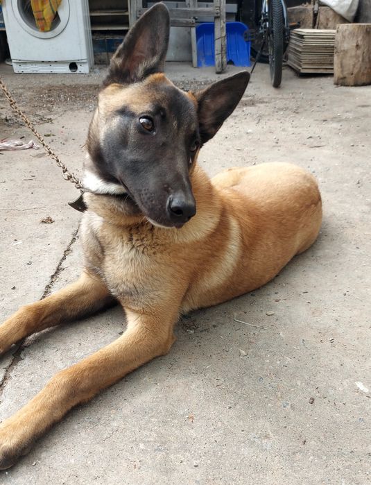 Продам бельгийскую овчарку(Малинуа)