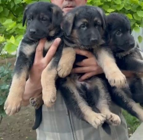 Шенки немецких овчарок