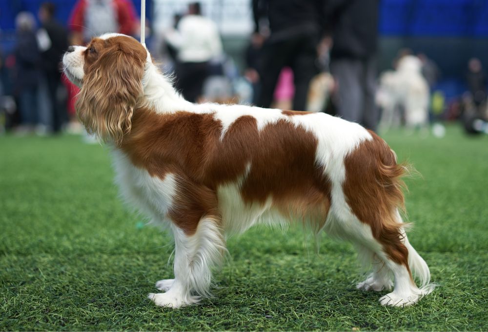 Продаются Щенки Кавалер Кинг Чарльз Спаниель