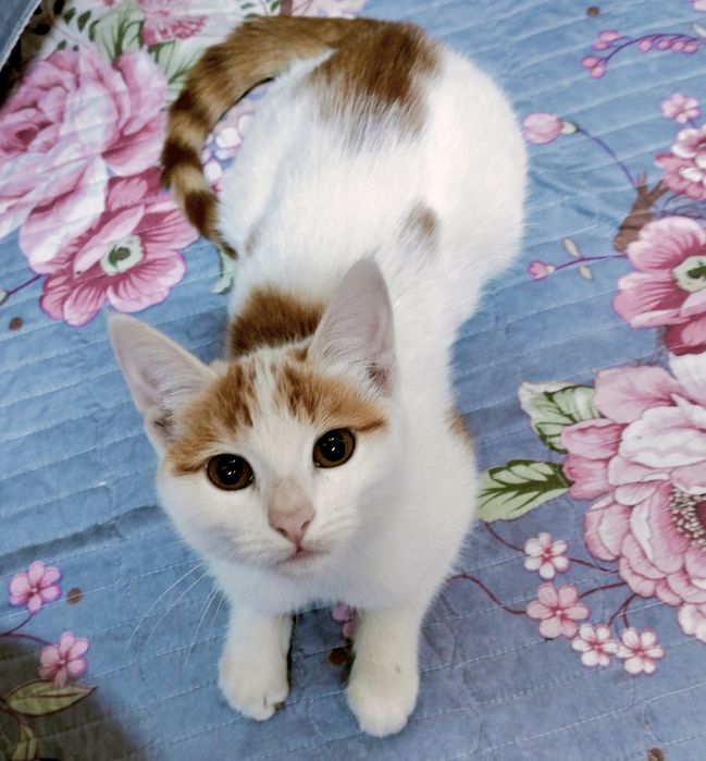 Бесплатно в хорошие руки