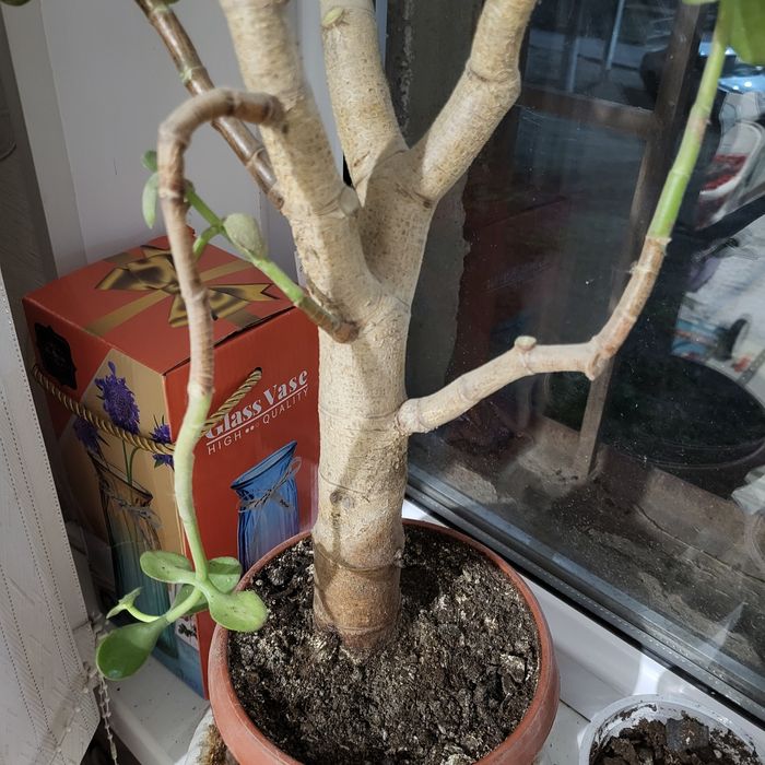 Цветок толстянка в 7 мкр