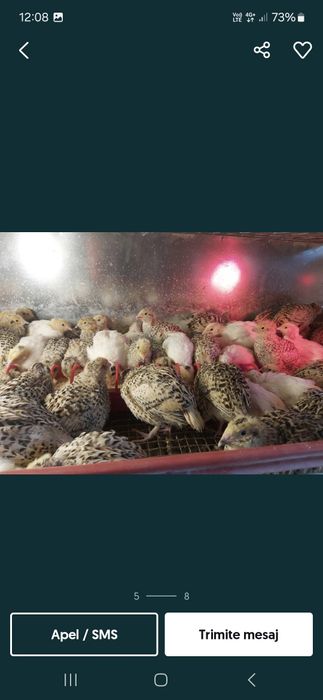 Prepelite jumbo gold gigant polara și japoneza!