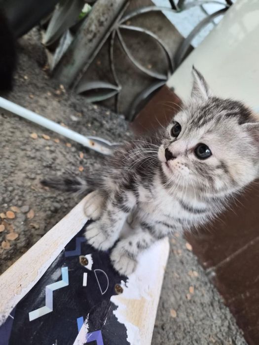 Котята бесплатно котики