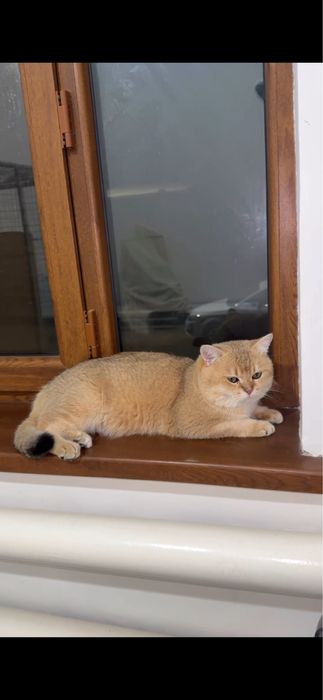 Вязка золото ny11