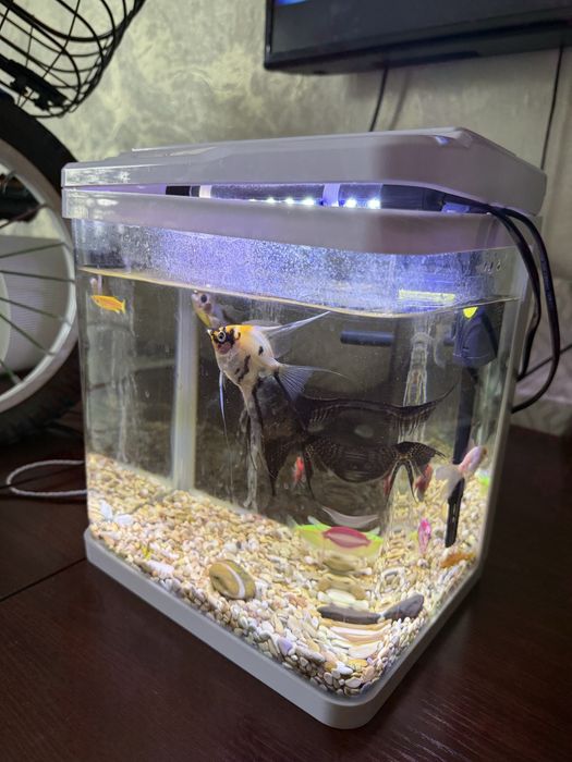 Срочно‼️ Аквариум 3/1 с рыбками