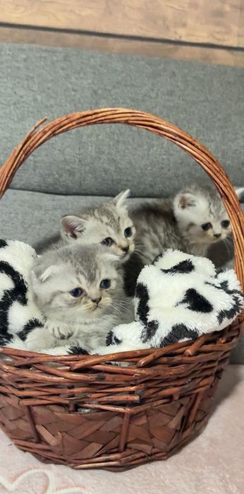 Британска късокосместа