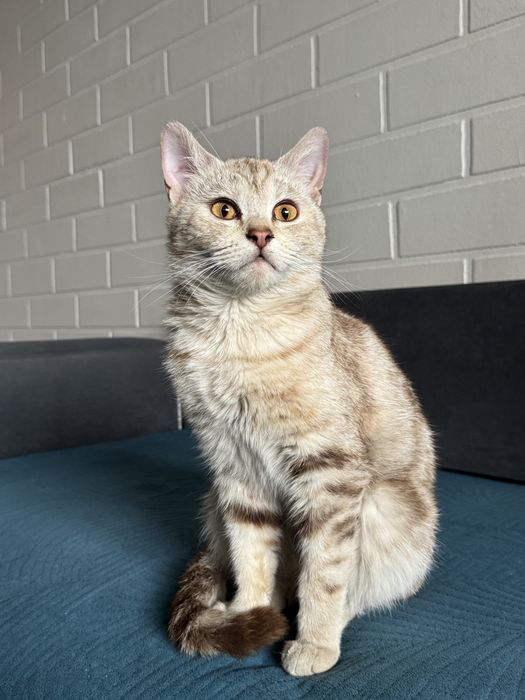 Кошечка ищет новых хозяев