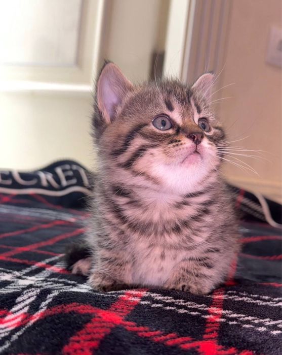 Котята чистокровные по 2 месяцам