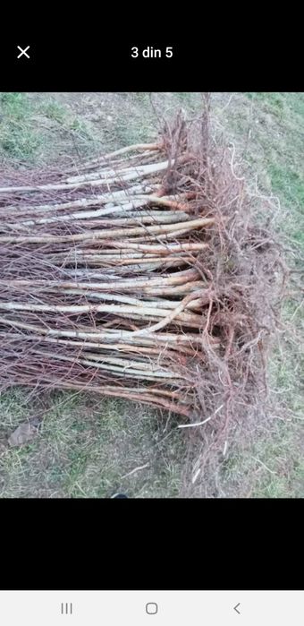 puieți  salcâm la preț bun.