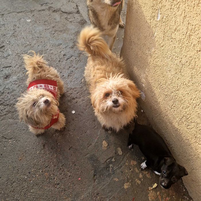 Donez pisici mari mici câini mari mici