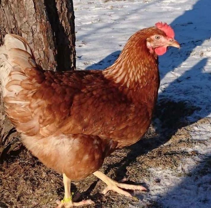 Продам курицу. За штуку 4000тенге