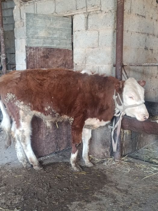 Еркек буқа сатылады