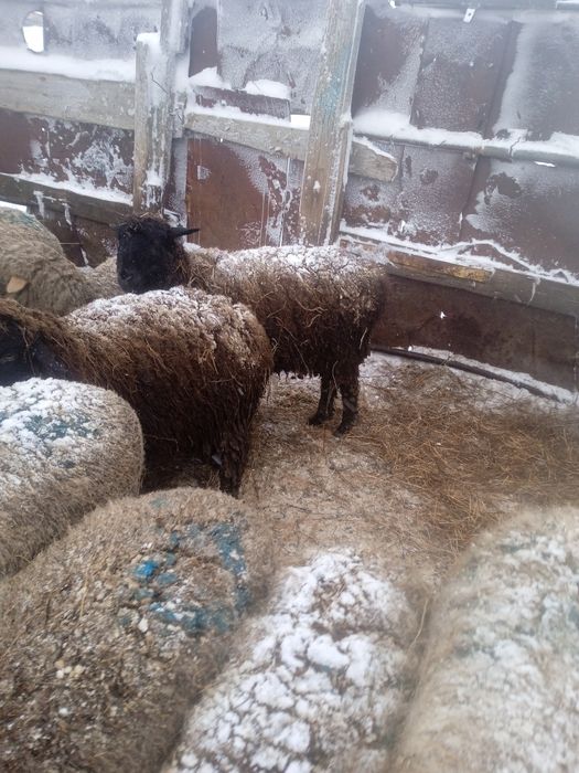 Продается ярочки, ұрғашы тоқтылар