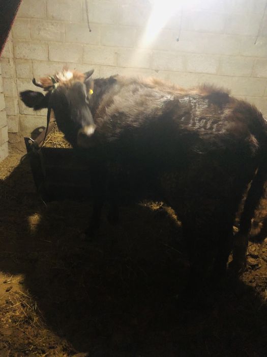 Сүтті сыиыр буаз 3 тума