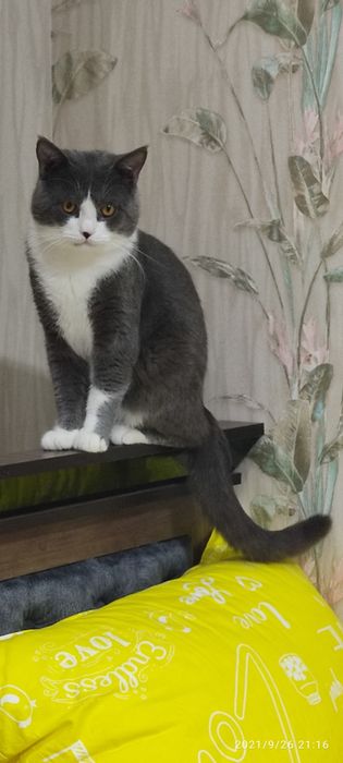 Продаём кота в добрые руки