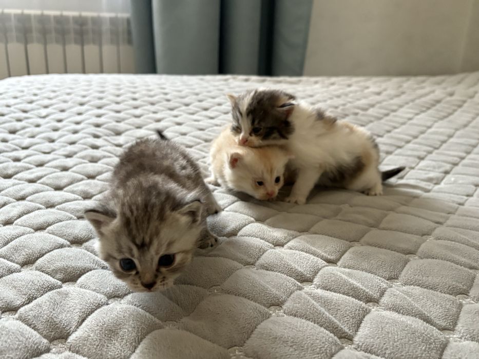 Отдам котят в добрые руки!