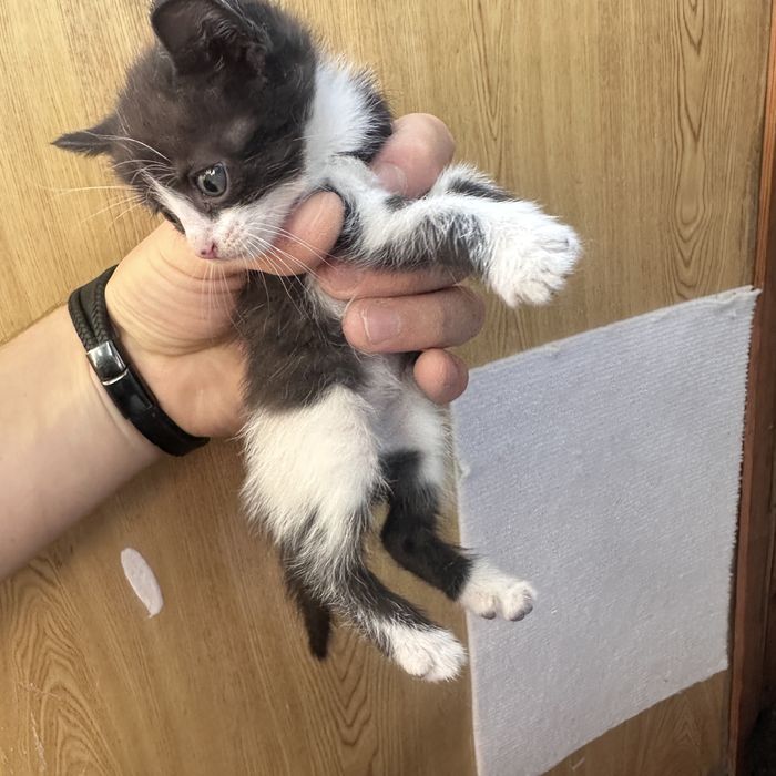 Отдам котят в добрые руки