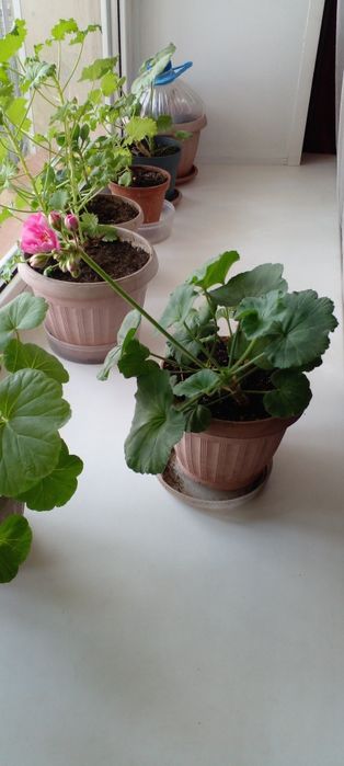 Продам цветы в горшках.