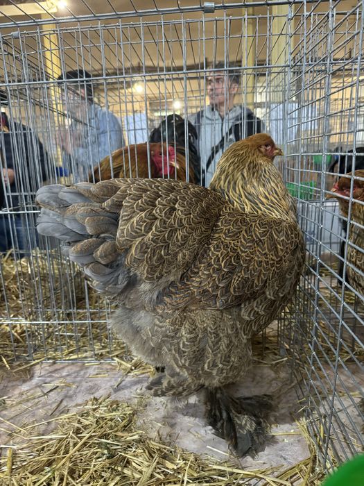 Oua pentru incubat Rasa Brahma Varietatea Potarnichiu