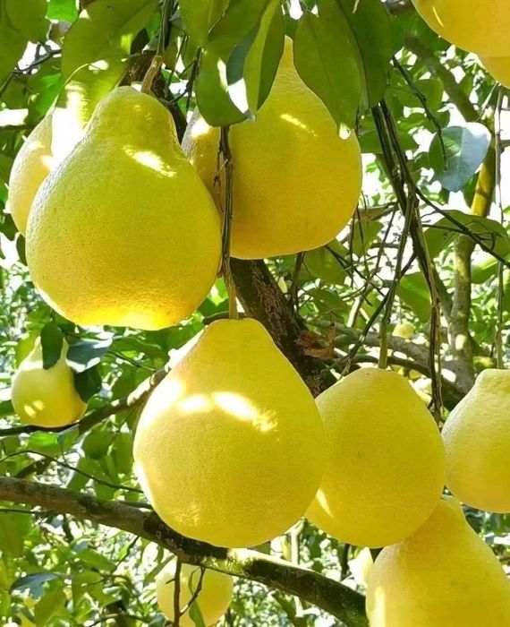 Sifatli mevali ko‘chatlar bor