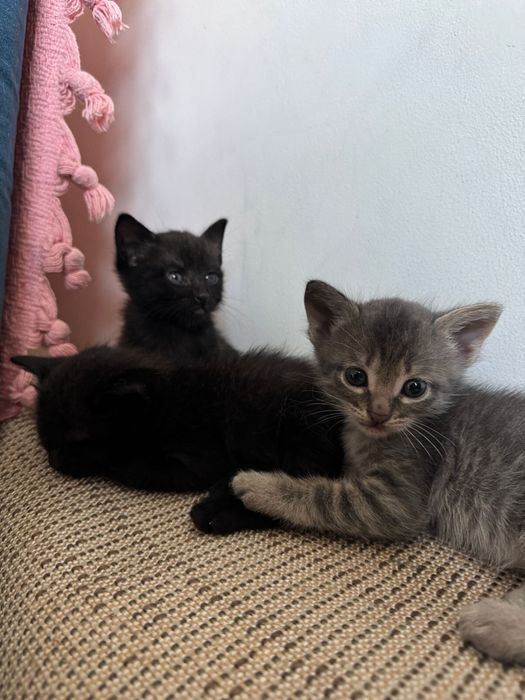 Отдам котят в добрые руки