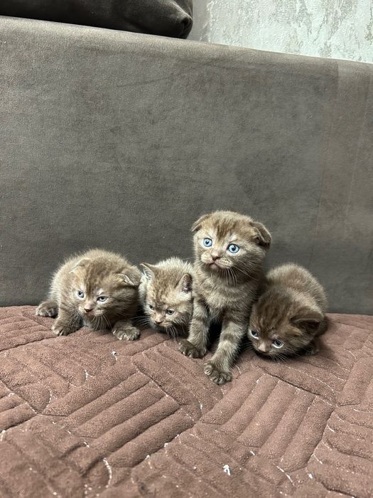 Продам чистокровных британцев