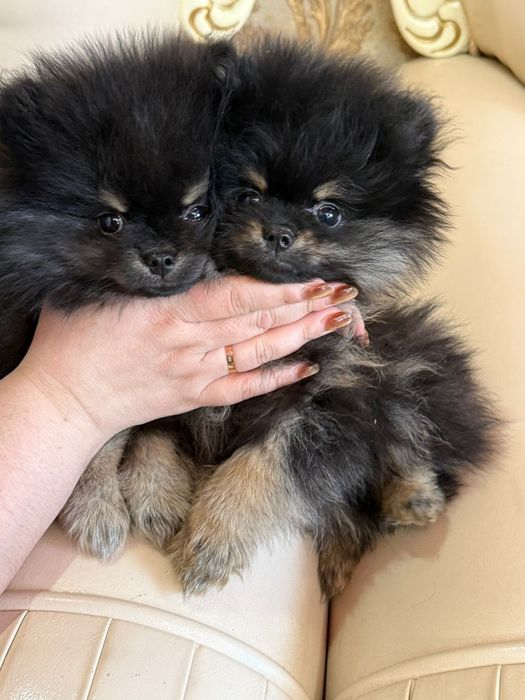 Продаю щенков понеанский щпиц