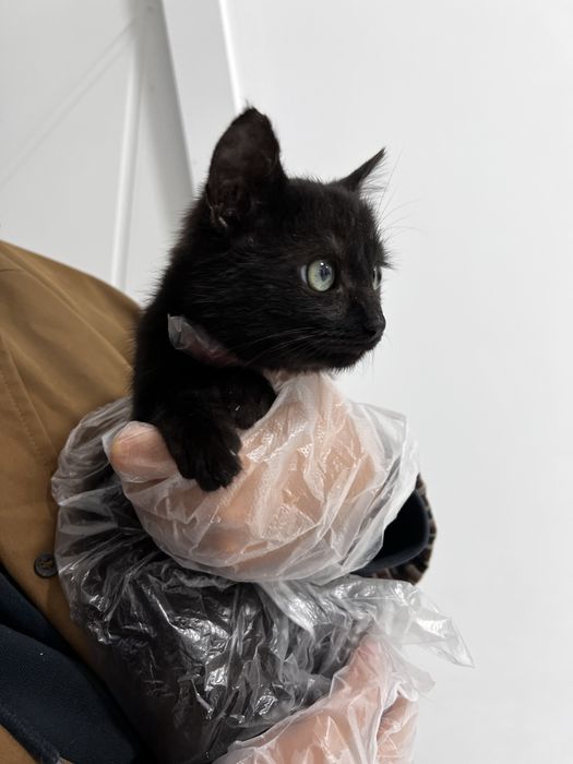 Кошечка с оливковыми глазами, 4 мес