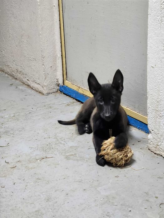 Femela Ciobanesc belgian Malinois cu pedigree