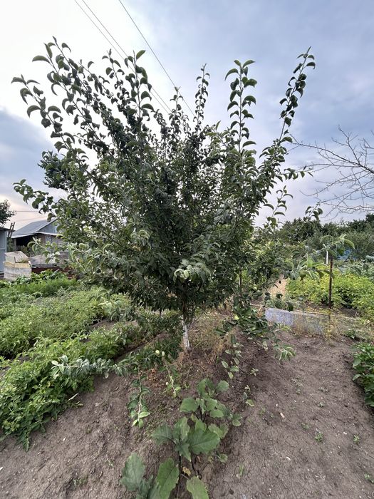 Продам дачу, 8 соток. 2 дачная.