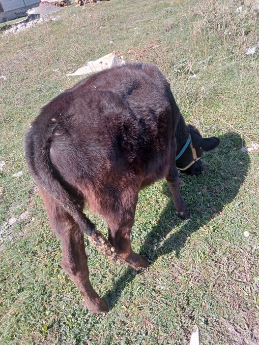 Бузау ургашы сатылады