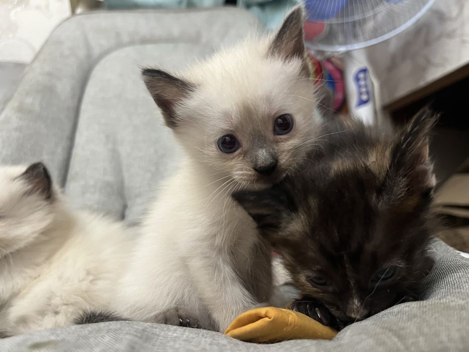 В хорошие руки!