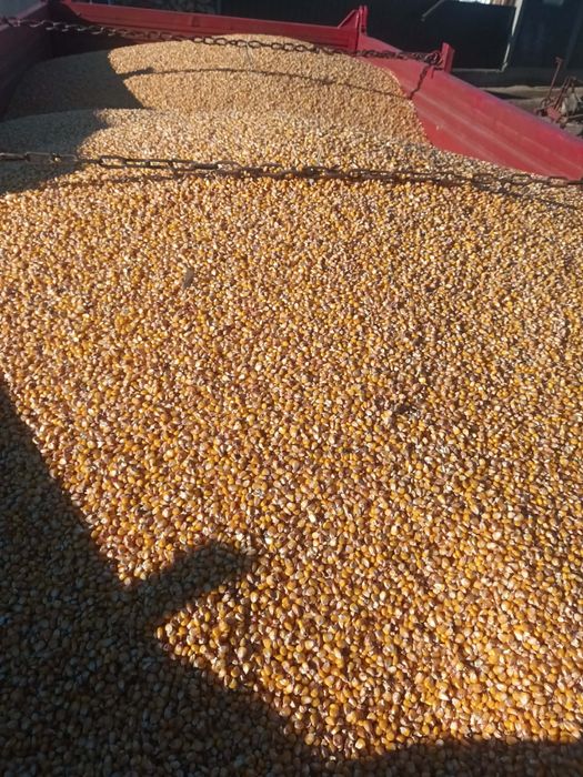 Vând porumb boabe 2025 – semisticlos și sticlos