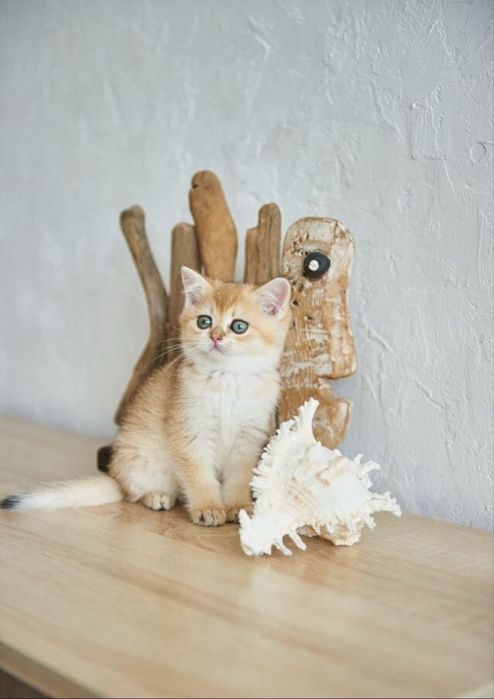 Британские котята шиншилла