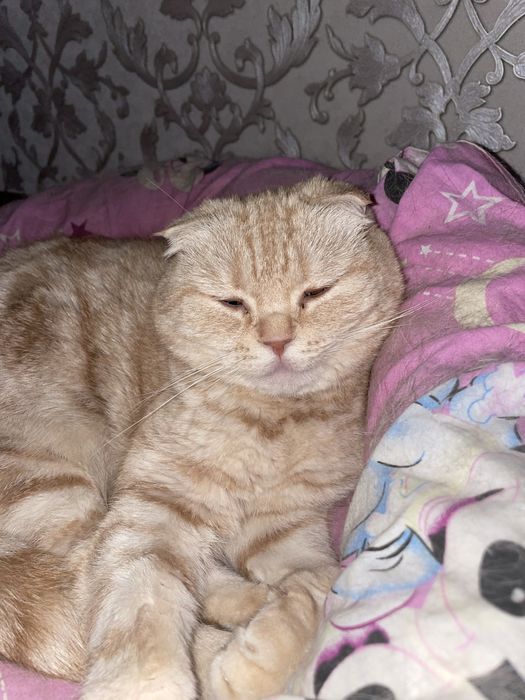 Кошки в добрые руки