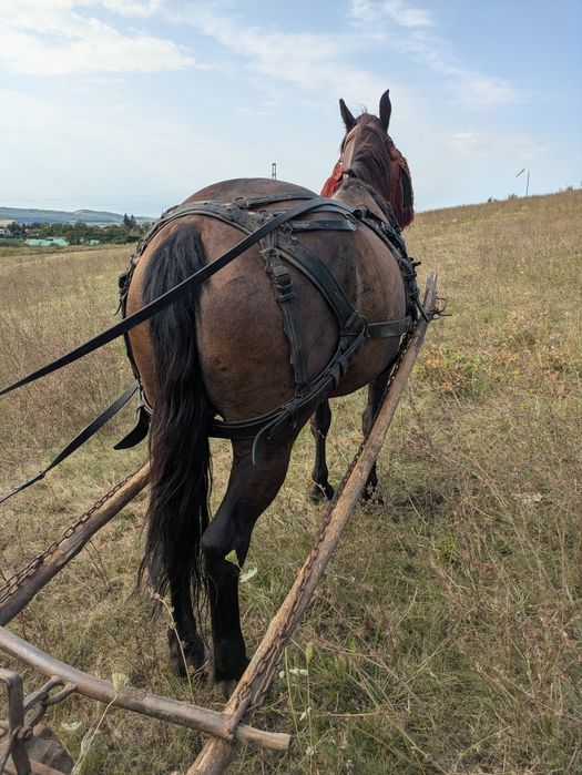 Vând iapă de șase ani