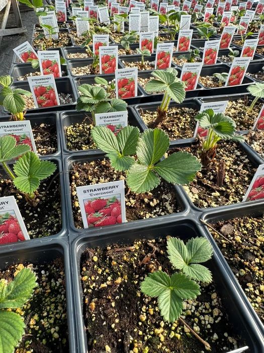 Разсад Ягоди и малини