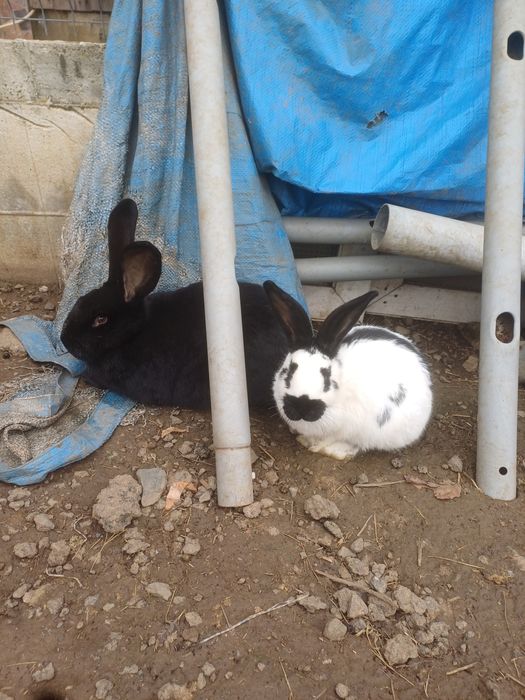 Iepuri fluture german,pui si adulti