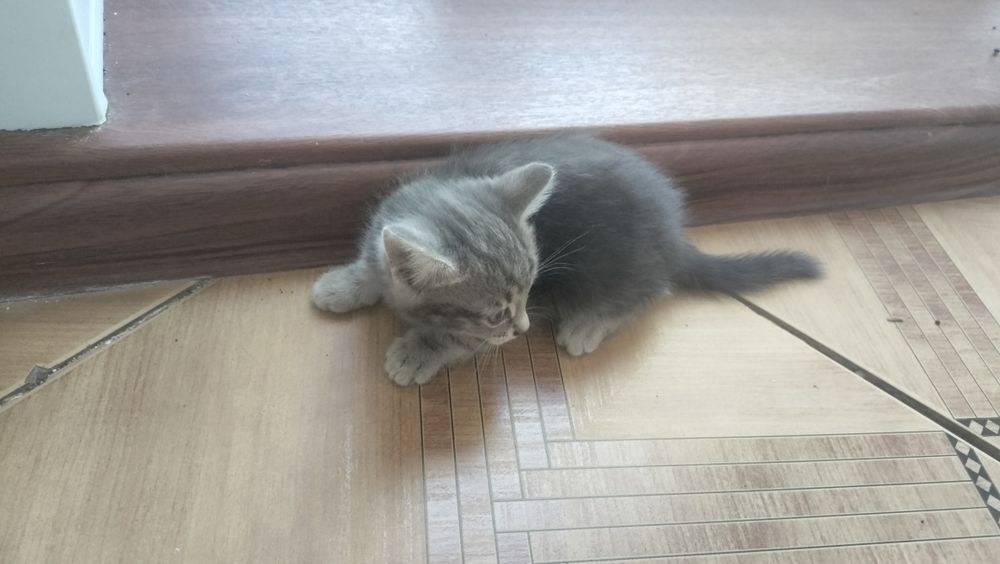 Отдаю котёнка бесплатно!