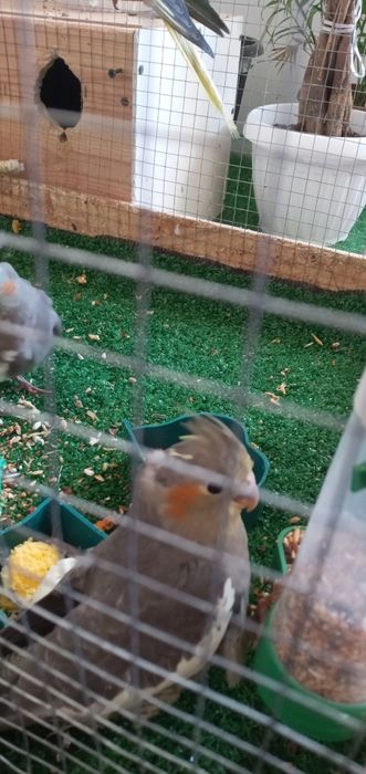 Продам попугай Корелла