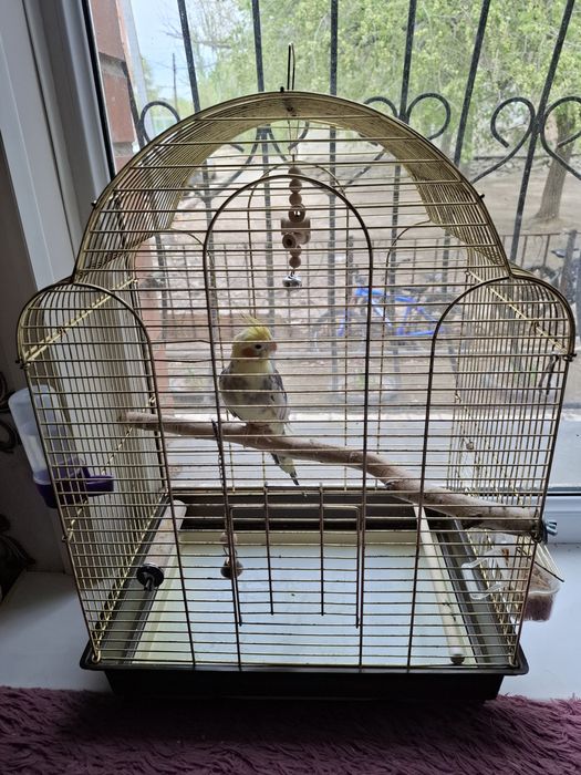 Продается попугай корелла